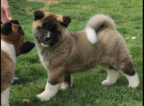 americka akita 01.jpg